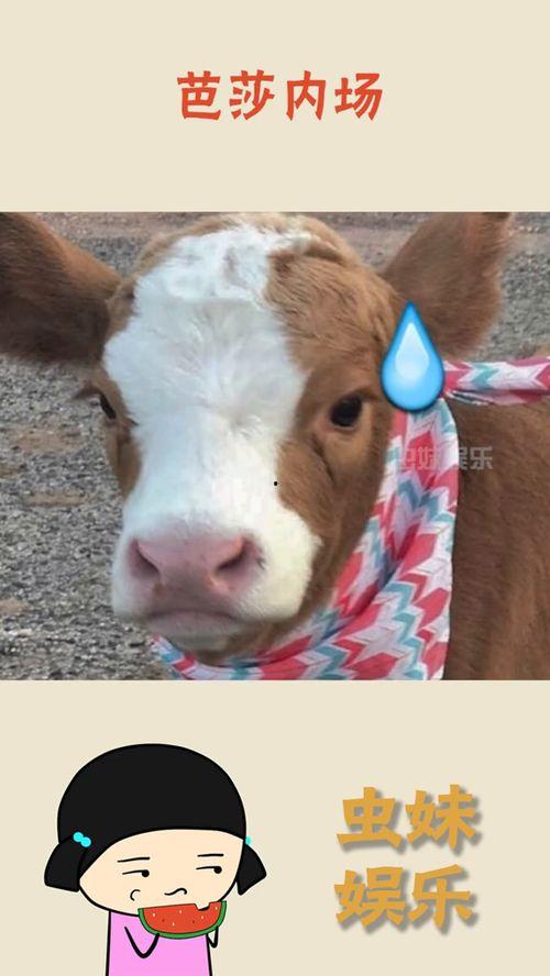 娱乐吃瓜酱埋狗